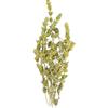 YouHerbIt Tè Di Montagna Greco Intero - Sideritis Raeseri (200g)