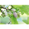 Vivaio di Castelletto Gelso Bianco Morus Alba pianta da frutta in vaso ø19 cm h. 100/150 cm | Vivaio di Castelletto