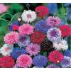 Tûche Semi fiori CENTAUREA O FIORDALISO MIX In Busta Ermetica MADE IN ITALY Qualità superiore con 95% di germogliazione con istruzioni