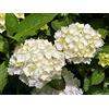 PERAGA GARDEN 1 PIANTA DI ORTENSIA HYDRANGEA MACROPHYLLA BIANCA VASO 14CM