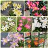 Generic Bulbi di Zephyranthes - bulbi a primaverile da giardino Bulbi di Zephyranthes Candida - per luoghi soleggiati decorazione del giardino per esterno di cipolline 12pcs