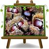 EURO PLANTS VIVAI Marroni Varietà Marradi - Pianta da Frutto su Vaso ø 15 cm - Altezza 100-120 cm - Età 2 Anni