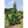 Generic Graines de CYPRÈS Chamaecyparis Nootkatensis Pendula !