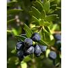 Vivaio di Castelletto Mirto tarantino Myrtus tarentina 3 piante in vaso ø9 cm