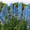 Bloomique - Set di 3 - Delphinium 'Magic Fountains Sky Blue' - Delfinio - Resistente al freddo - Altezza 10-20 cm - Vaso 9x9 cm