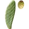 Generico 1pz Pala fico d'india SENZA spine talea frutti bianchi - Opuntia Santamaria