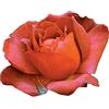 Rose Barni Hot Cocoa®, rosaio vivo Rose Barni®, rosa in vaso rossa, arancia e cioccolato, pianta eretta e vigorosa, ideale in bordure, aiuole o vasi sul terrazzo, abbondante rifiorenza fino in autunno cod.72049