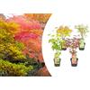 Bloomique - Mix di 4 - Acer Palmatum - Orange Dream, Going Green, Butterfly, Atropurpureum - Acero Giapponese - Piante da Giardino - Alte 25-40 cm - Vaso 10,5 cm