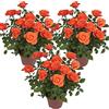 Bloomique - Set di 3 - Rosa in Vaso Arancione - Adatta per Interno ed Esterno - Piante da Interno, Giardino e Terrazzo - Resistente al Freddo - Altezza 20-30 cm - Vaso 12 cm