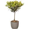 Bonplants Alberello di Ulivo Vero, Olea Europaea, Pianta Longeva e Simbolica, Vaso 17 cm, h 60 cm (Vaso Tortora)