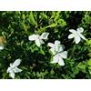 Generico Pianta di Gelsomino Siciliano, Jasminum officinale vs16, fiore bianco profumato