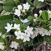 Generico Gelsomino Stephanotis, Gelsomino del Madagascar, Pianta Piramidale H150cm, Fiore bianco Profumato.