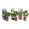 Plant in a Box - Ortensia hydrangea macrophylla - Mix di 3 - Miscela di ortensia - Vaso 9cm - Altezza 25-40cm