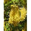 Generico 15 Semi di Albero della Pioggia Dorata (Cassia Fistula) - Fiori Giallo Brillante
