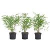 Bloomique 3x Fargesia Formidable - Bambù - Pianta da giardino - Resistente all'inverno - ⌀13 cm - 30-40 cm