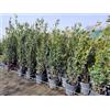 Vivaio di Castelletto Leccio Elce Quercus ilex pianta sempreverde in vaso ø24 cm h 1 metro circa Albero Vero Vivaio di Castelletto