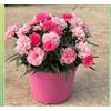 Generico Garofano rosa misto speciali Terre di Romagna dove i garofani sono piu belli Made in Italy vaso 12cm resistenti tutto l'anno