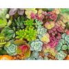SVI USA VENDITORE Sedum Mix 100-400 semi (Siccità, Rock Garden, Container, luogo asciutto)