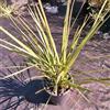 Generico Cordyline australis, 2 piante alte 40/60 cm, vaso 16