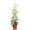 eGarden.store Pianta di Passiflora pianta da esterno pianta rampicante di Passiflora pianta di Passiflora varietà mix pianta ornamentale pianta vera venduta da eGarden.store (Passiflora Imperatrice Eugenia)