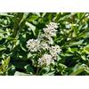 Vivaio di Castelletto Ligustro sinense Ligustrum sinensis pianta da siepe in vaso da 2 lt h. 100/130 cm Vivaio di Castelletto
