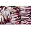 Generic 1000 Mezzaprecoce Radicchio Rossa di Treviso