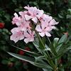 Vivaio di Castelletto Oleandro a cespuglio Nerium Oleander pianta in vaso ø18 cm COLORI CASUALI