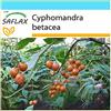 SAFLAX - Confezione regalo - Albero del pomodoro - 50 semi - Cyphomandra betacea