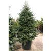 Vivaio di Castelletto Abete del Caucaso Abies nordmanniana Albero di Natale in mastello ø40 cm h. 160/180 cm
