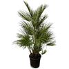 Generic Chamaerops Humilis - Palma verde - Pianta d'appartamento - 130 cm - Ø 24 cm