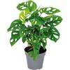 Bloomique - Monstera Adansonii - Monkey Leaf - Pianta con Foglie Forate - Pianta da Interno - Adatta come Rampicante - Purifica l'Aria - Alta 20-30 cm - Vaso da 12 cm