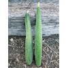 Nuovo ARMENO METKI VERDE SCURO CETRIOLO/seme del melone Tender Crisp Primavera/Autunno Giardino 30+ Seeds