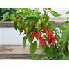 Generic 20 grani di piment chaud (Naga Morich) - Piment SuperHot - du Bangladesh