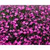 Generic Seme di Lobelia rossa Erinus Rosamond