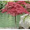 Vivaio di Castelletto Acero rosso giapponese Acero palmatum dissectum Garnet esemplare in vaso ø40 cm Vivaio di Castelletto