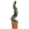 KENTIS - Cipresso Spirale di Leyland - Cupressocyparis Leylandii - Piante Vere da Esterno Sempreverdi - Giardino Balcone - H 140/160 cm Vaso Ø 30 cm