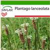 SAFLAX - Piantaggine - 100 semi - Con substrato - Plantago lanceolata
