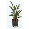 VIVAI DEL SOLE Strelitzia Reginae, Uccello del Paradiso, Pianta ornamentale da esterno prodotta da Vivai del Sole vaso diametro cm 26
