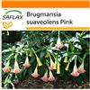 SAFLAX - Garden in the Bag - Trombone d'angelo rosa - 10 semi - Brugmansia suaveolens Pink