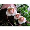 Generic 100 pezzi di semi di orchidea giapponese faccia scimmia:Seeds