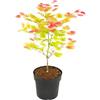 Plant in a Box - Palmatum 'Moonrise' - Ao giapponese resistente all'inverno - Vaso 19cm - Altezza 40-50cm