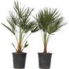 Plant in a Box - Chamaerops Humilis - Set di 2 - Palma a ventaglio europea - Resistente - Vaso 21cm - Altezza 70-80cm