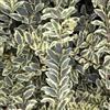 le Georgiche Vivai le Georgiche - Pianta vera di Ligustrum x ibota Musli Muster Ligustro - vaso Ø 18 cm