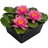 vdvelde.com vdvelde - Ninfea Rosa in Cestello - Nymphaea Pink Opal - Pianta per Laghetto Set Completo con Substrato, Fertilizzante & Ghiaia - Per Laghetto 10-100 cm di Profondità