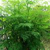 Generic semi di moringa biologici sempreverdi resistenti acquisto moringa per il giardino da balcone, resistenti 12pcs