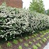 SVI HIMALAYAN Biancospino Crataegus Pyracantha crenulata 15 SEMI