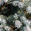 Vivaio di Castelletto Abete blu pino argentato Picea pungens glauca globosa pianta in vaso ø24 cm FOTO REALI Vivaio di Castelletto