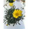 Vivai Decandia Giovanni N.2 PIANTE DI EURYOPS IN VASO 14 CM FIORE GIALLO
