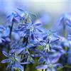 Generic Semi di scilla - campo perenni resistenti Scilla siberica - perenne resistente di vecchie varietà 100pcs