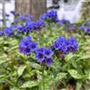 Generic polmonaria semi di selvatici Pulmonaria officinalis semi biologici di selvatici primaverili da balcone per luoghi soleggiatito 160semi